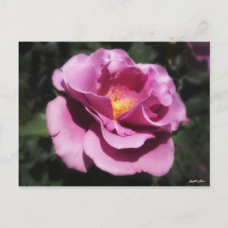 Rosas Moradas 3 Postcard