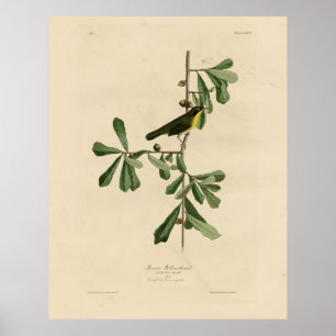 Roscoe's Yellow-throat, Audubon's Birds of America Poster