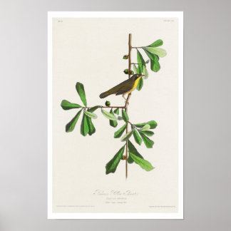 Roscoe's Yellow-throat by Audubon Poster