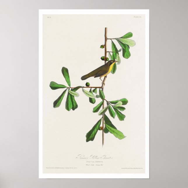 Roscoe's Yellow-throat by Audubon Poster (Front)