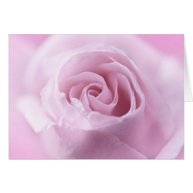 Rose (Front Horizontal)