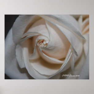 Rose 13 poster