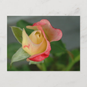 rose (2) postcard