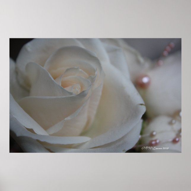 Rose 6 poster (Front)
