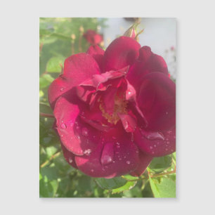 Rose After Rain Magnet
