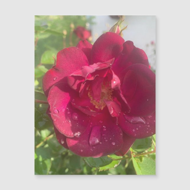 Rose After Rain Magnet (Front)