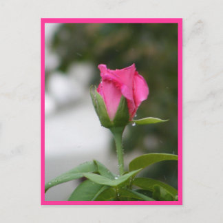 Rose after rain postcard