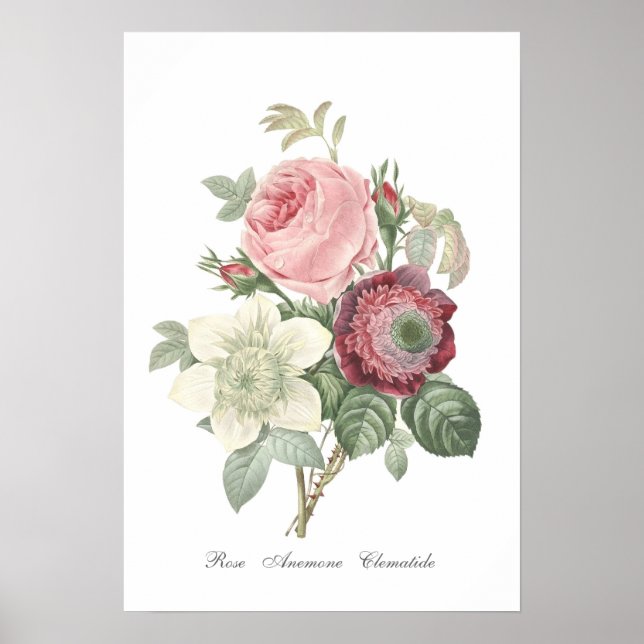 Rose and Anemone Poster (Front)