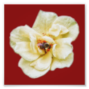 Rose and Bee Photo Print
