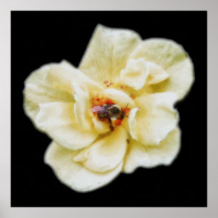 Rose and Bee Poster