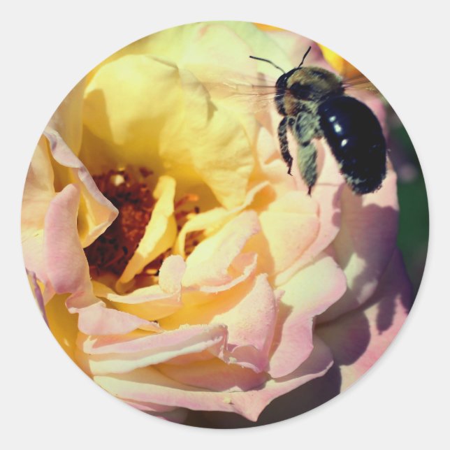 Rose And Bumble Bee Flower  Classic Round Sticker (Front)