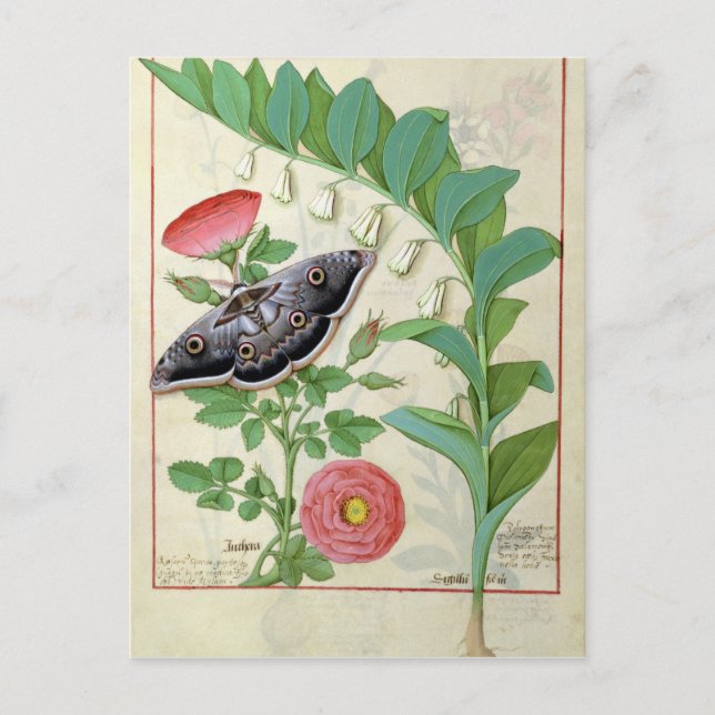 Rose and Polygonatum Postcard (Front)
