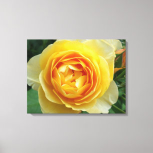 rose and rosebud canvas print