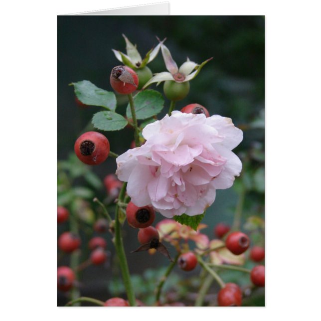 Rose and Rosehips (Front)