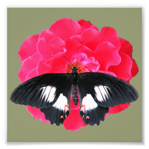 Rose and Swallowtail Photo Print