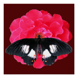 Rose and Swallowtail Poster