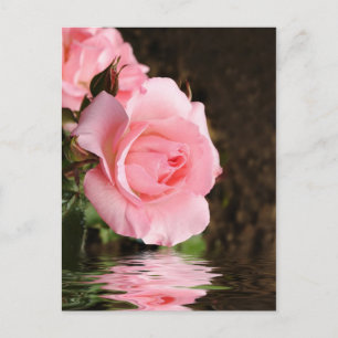 rose and water postcard