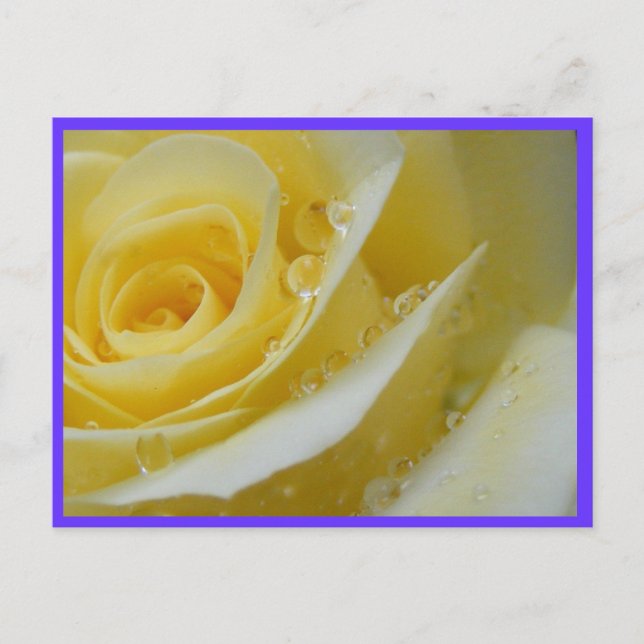 rose and waterdrops postcard (Front)