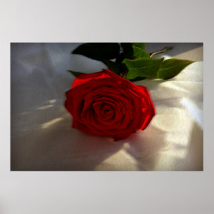 rose at dusk poster
