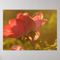 Rose at Sunset