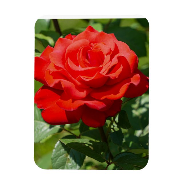 Rose Beauty Magnet (Vertical)