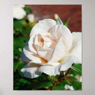 Rose Beige  background Poster