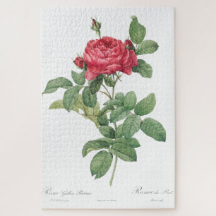 Rose Blooming Flower Vintage Old Illustration Jigsaw Puzzle
