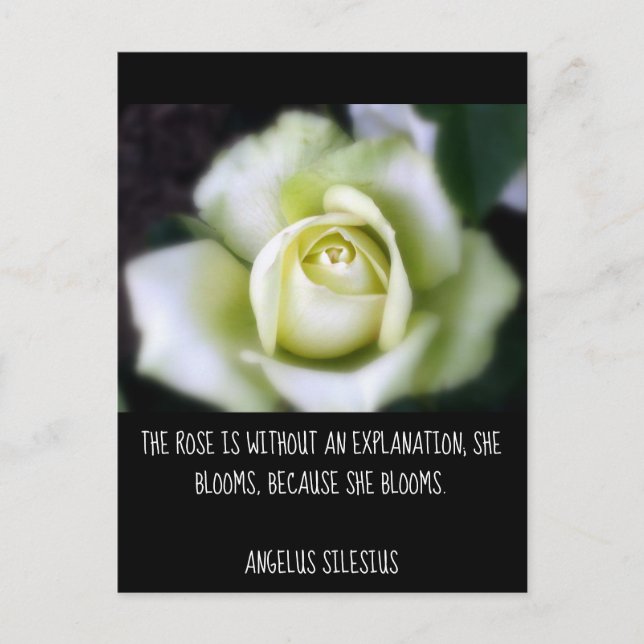 Rose Blooms Because Quote Postcard (Front)