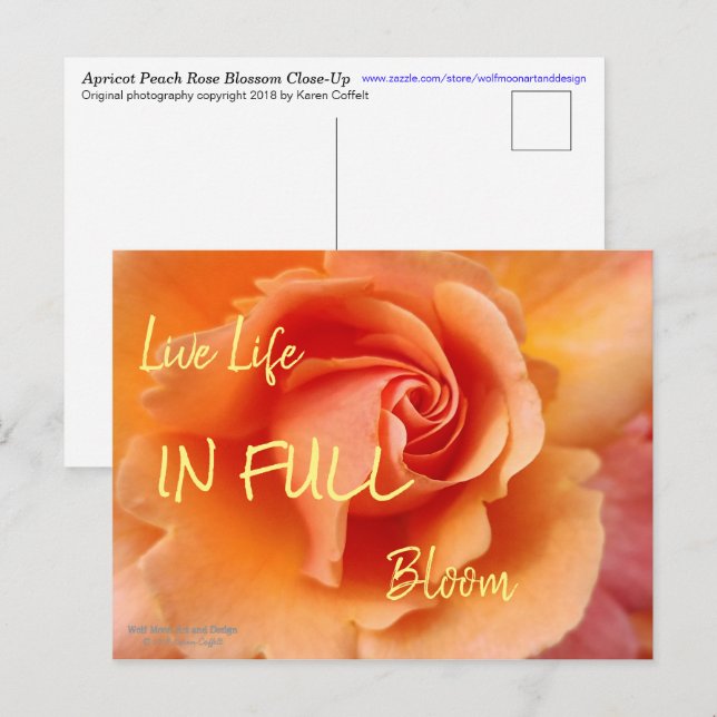 Rose Blossom / Apricot Peach / Close-Up Photo Postcard (Front/Back)