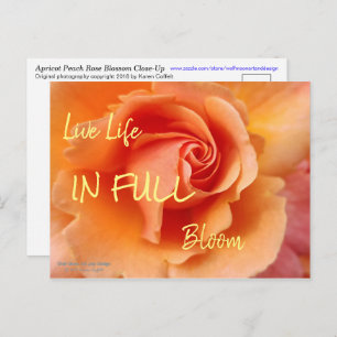 Rose Blossom / Apricot Peach / Close-Up Photo Postcard
