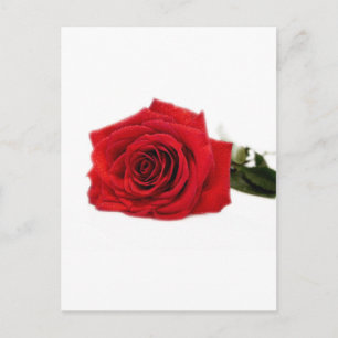 Rose Blossoms Flowers Destiny Peace Love Postcard