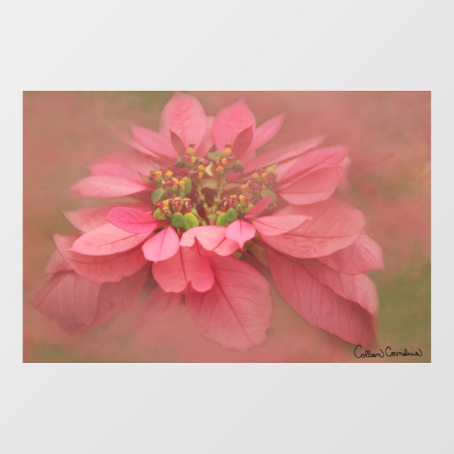 Rose Blush Poinsettias Digital Art (Sheet)