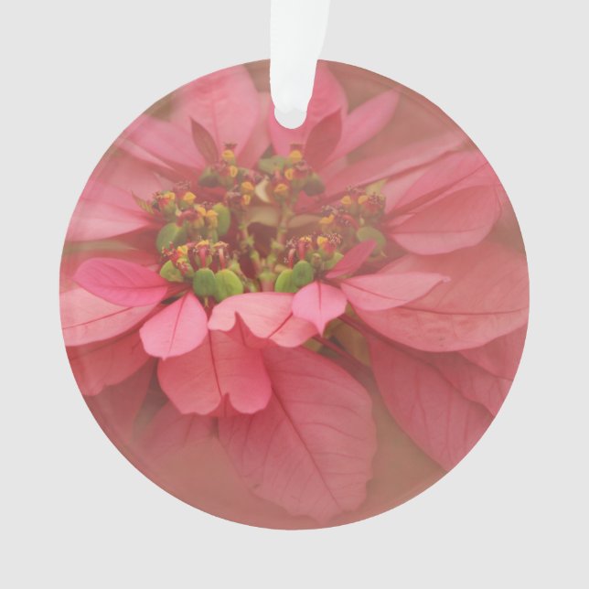 Rose Blush Poinsettias Digital Art Ornament (Front)