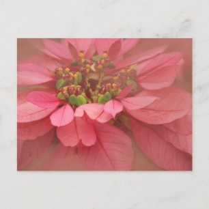 Rose Blush Poinsettias Digital Art Postcard