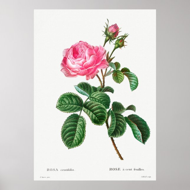 Rose Botanical Poster (Front)