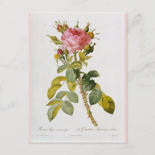 Rose Botanical Print Rosa Bifera by  Redoute Postcard (Front)