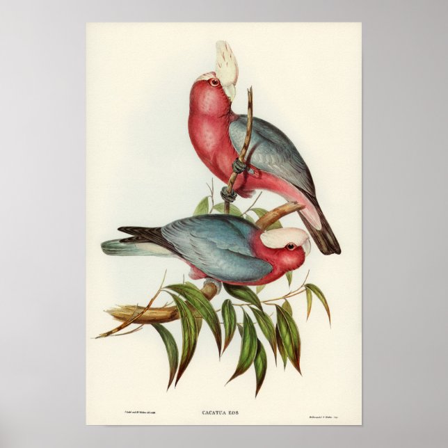 Rose-breasted Cockatoo by Elizabeth Gould Poster (Front)