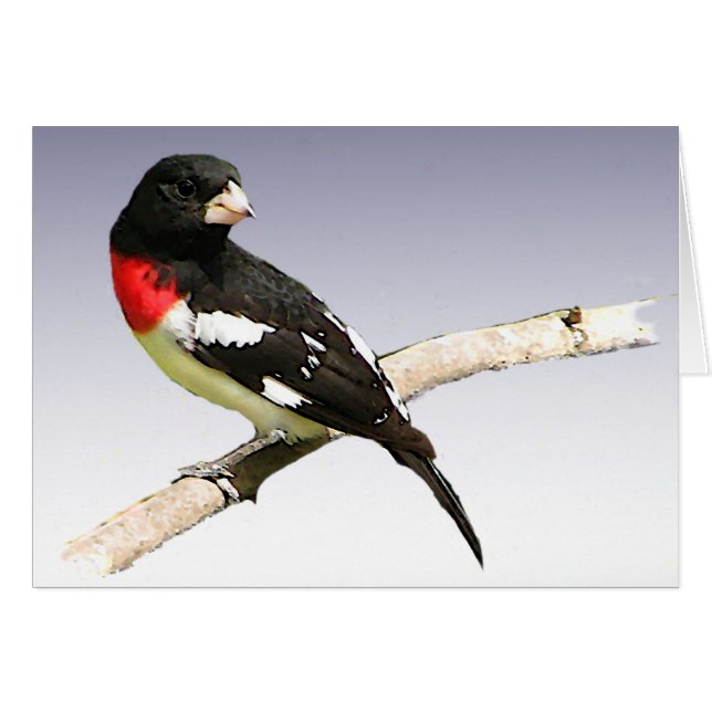 Rose-breasted Grosbeak Blank Card (Front Horizontal)