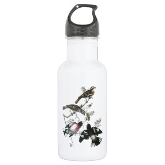 Rose-breasted Grosbeak by Audubon 532 Ml Water Bottle