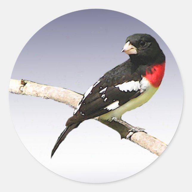 Rose-breasted Grosbeak Classic Round Sticker (Front)