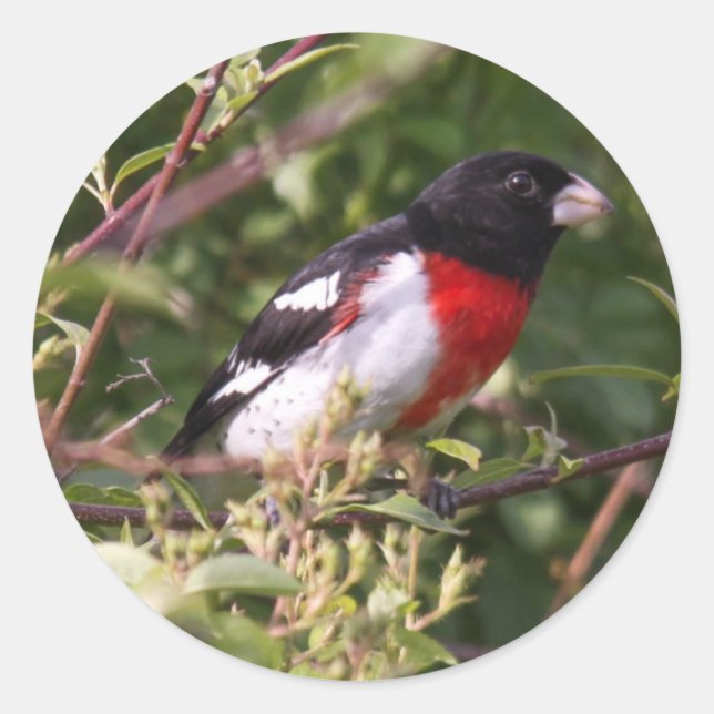 Rose-breasted Grosbeak Classic Round Sticker (Front)