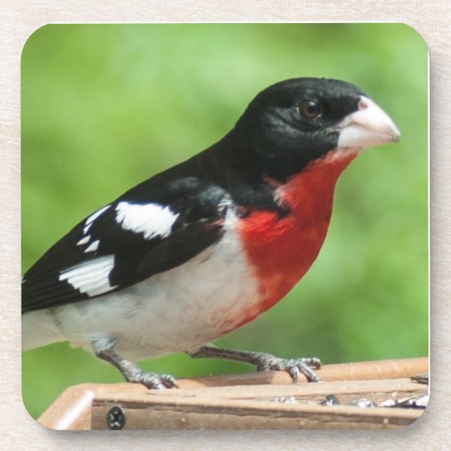 Rose-breasted Grosbeak Coaster (Front)