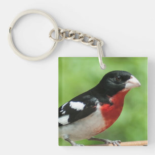 Rose-breasted Grosbeak Key Ring