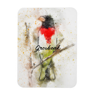 Rose-Breasted Grosbeak (Pheucticus ludovicianus) Magnet