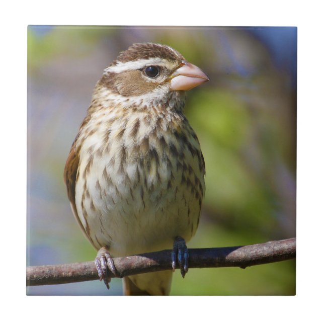 Rose Breasted Grosbeak Pheucticus Ludovicianus Tile (Front)