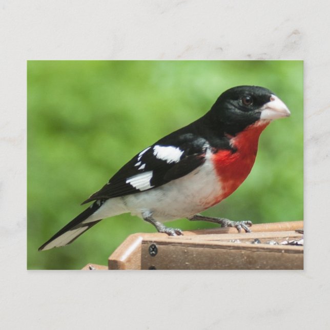 Rose-breasted Grosbeak Postcard (Front)