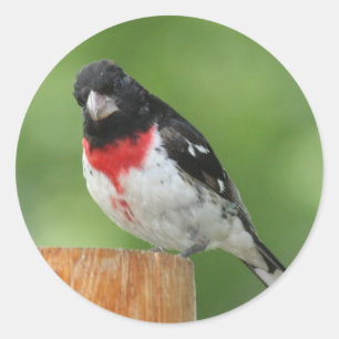 Rose-breasted Grosbeak Stickers