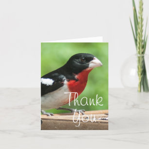 Rose-breasted Grosbeak Thank You Card