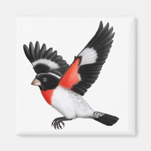 Rose Breasted Grosbeak Wild Bird Magnet