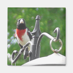 Rose-breasted Grosbeaks bird photography Magnet